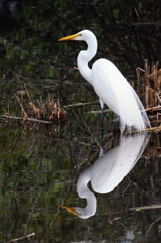 White Heron