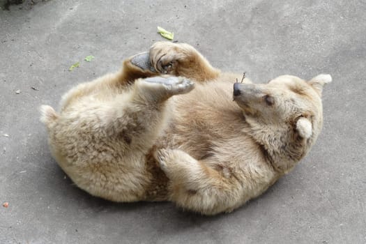 Bear