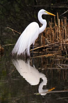 Heron in the lake