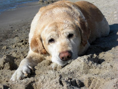 Dog on the beach