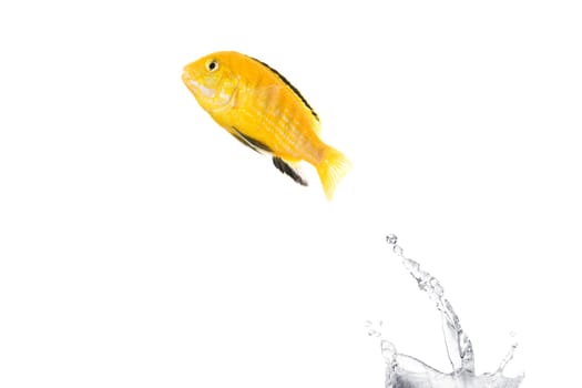 Jumping Fish