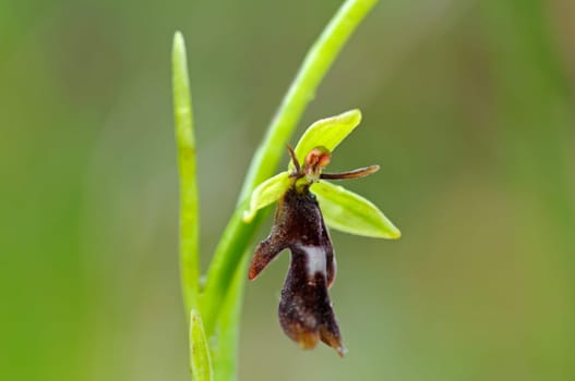Fly ragwort,Fly ragwort,Ophrys insectifera,Orchid