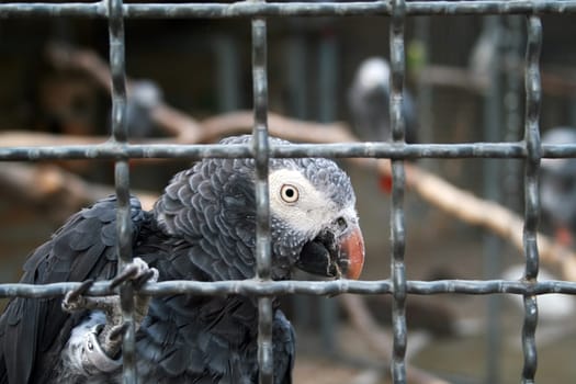 Grey Parrot