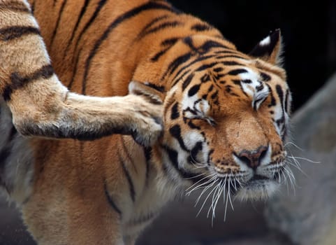 Siberian tiger