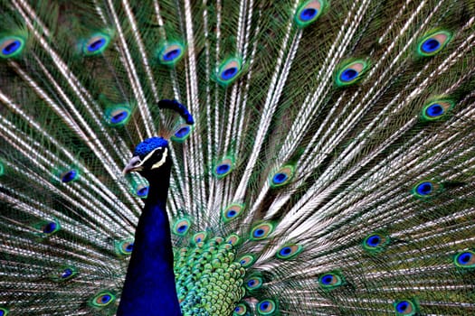 Peacock Portrait
