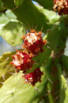 Prickly pears
