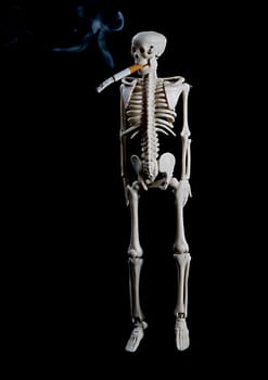 Skeleton