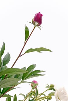 Peonies