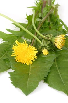Wild vegetables