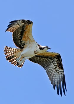 Osprey II