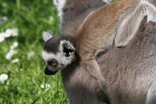 Ring-tailed lemur