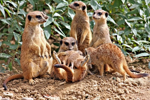 Family Clan