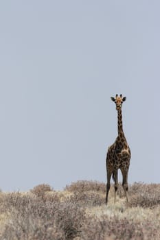 Giraffe in Etosha National Park,Namibia