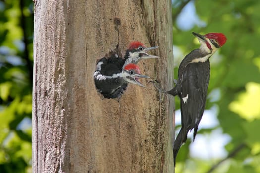 Pileated Woodpecker (Dryocopus pileatus)