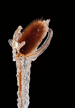 frost-bound thistle