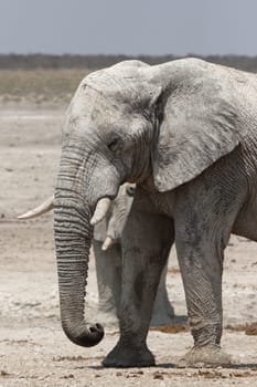 Elephant in Etosha National Park,Namibia