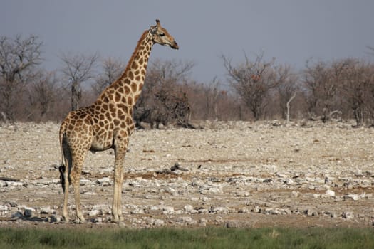 Giraffe (Giraffa camelopardis) at the waterhole in Etosha National Park,Namibia