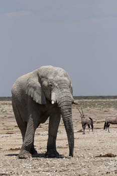 Elephant in Etosha National Park,Namibia