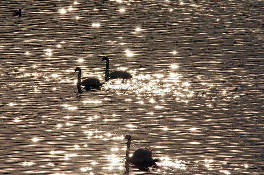 swan lake - backlight