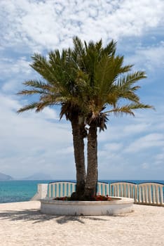 Palm tree in Altea-promenade ,Costa Blanca