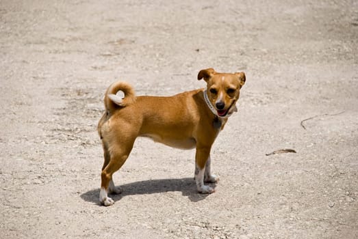 Dog in the sun