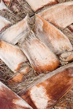Bark from Palm Tree Background
