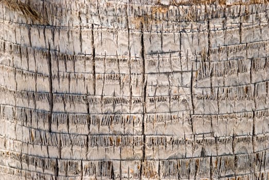 Bark from Palm Tree Background