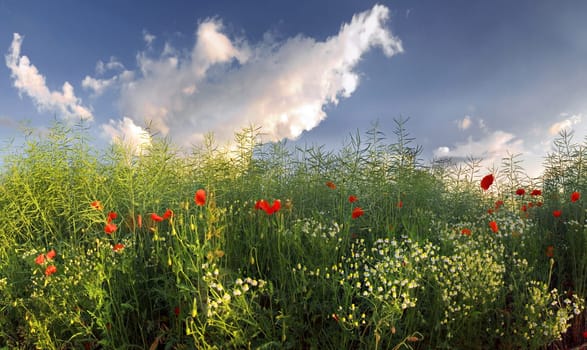 Flower Sky