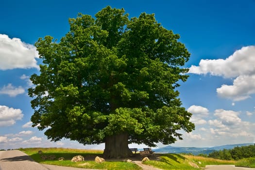 The lime tree of Linn for the two. This wonderful tree has been documented for more than six hundred years. Underneath there is a grave of plague victims,on this grave he was planted at the end of the 12th century. Today it is probably the oldest lime tree