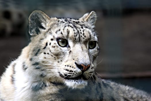 Snow leopard