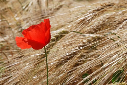 Poppy in wheat field