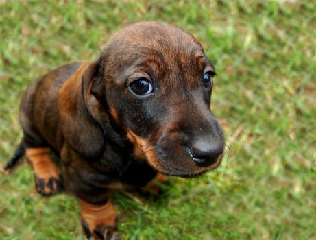 Dachshund Look2