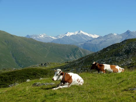 Cows in the Kitzbühel Alps