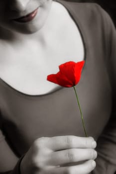 Corn poppy
