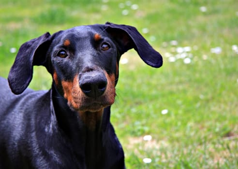 DobermanPortrait