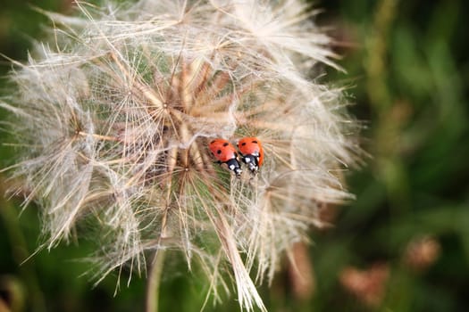 Ladybird