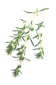Bunch of fresh herbs thyme