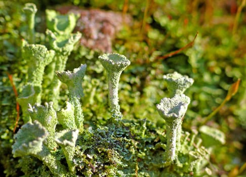 Trumpet lichen (true cup lichen "Cladonia pyxidata""): Lichens are double creatures in which a fungal lichen develops and usually have joined together a species of algae to form a community of life (symbiosis). The beaker lichen inhabits the ground"
