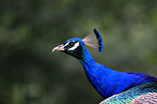 Peacock Portrait