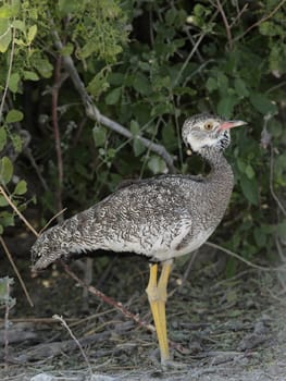 Gackelbustard in Etosha National Park