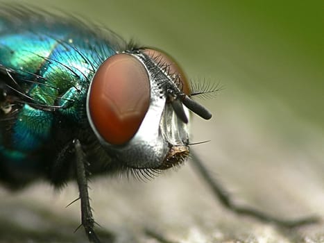 Fly