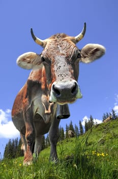 Alpine cow