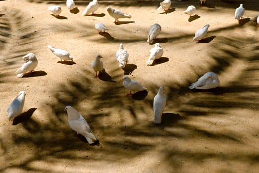 White doves in the park