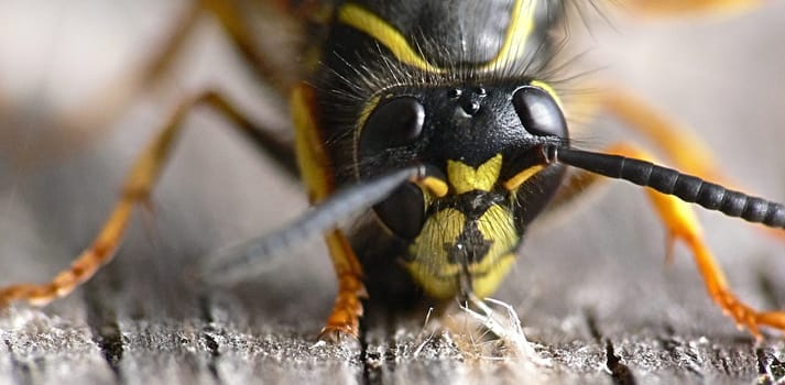 Wasp