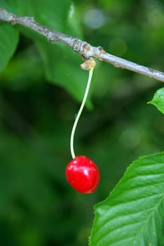 Cherries from the Old Lands
