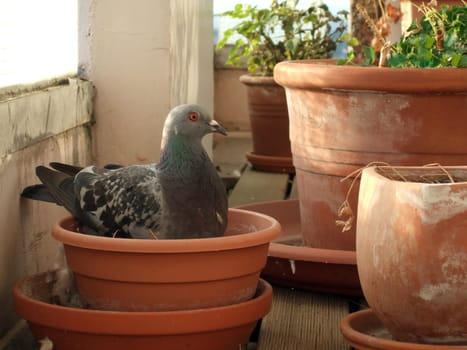 My new balcony plant