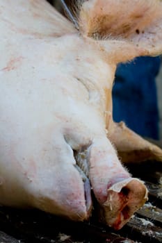 Kill pig