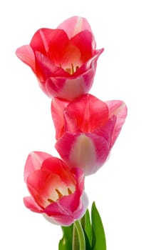 Pink tulip