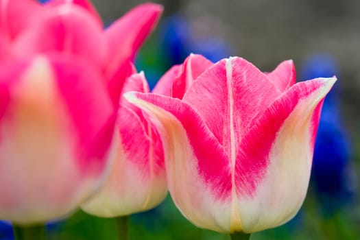 Pink tulip