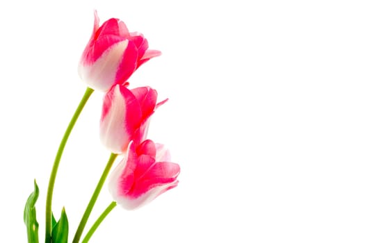 Pink tulip